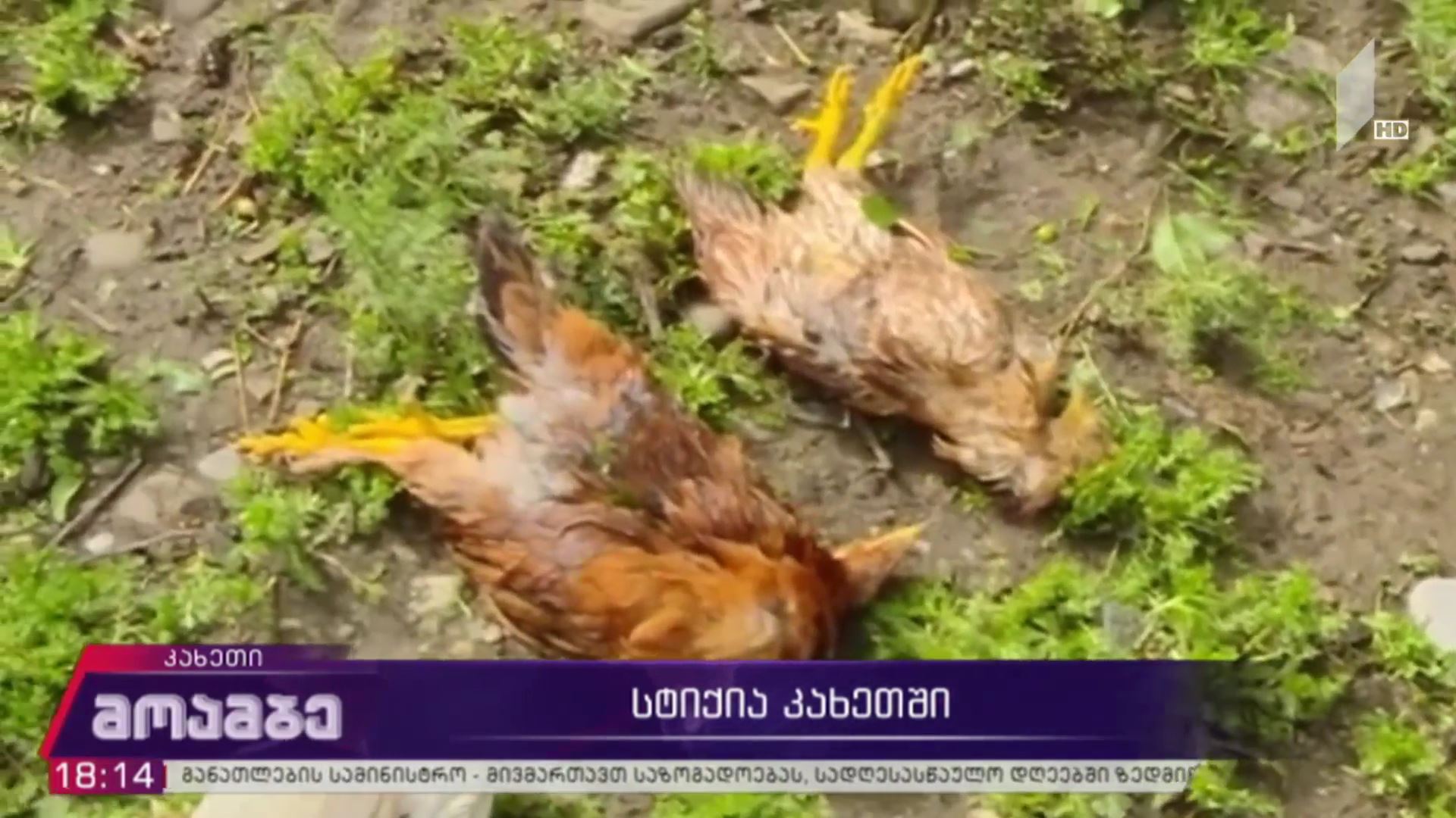 სტიქია კახეთში