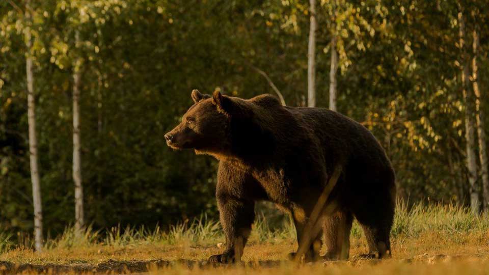 გარემოსდამცველები ეჭვობენ, რომ ლიხტენშტეინის პრინცმა, რუმინეთში ნადირობისას, ევროპის ტერიტორიაზე მცხოვრები უდიდესი დათვი მოკლა