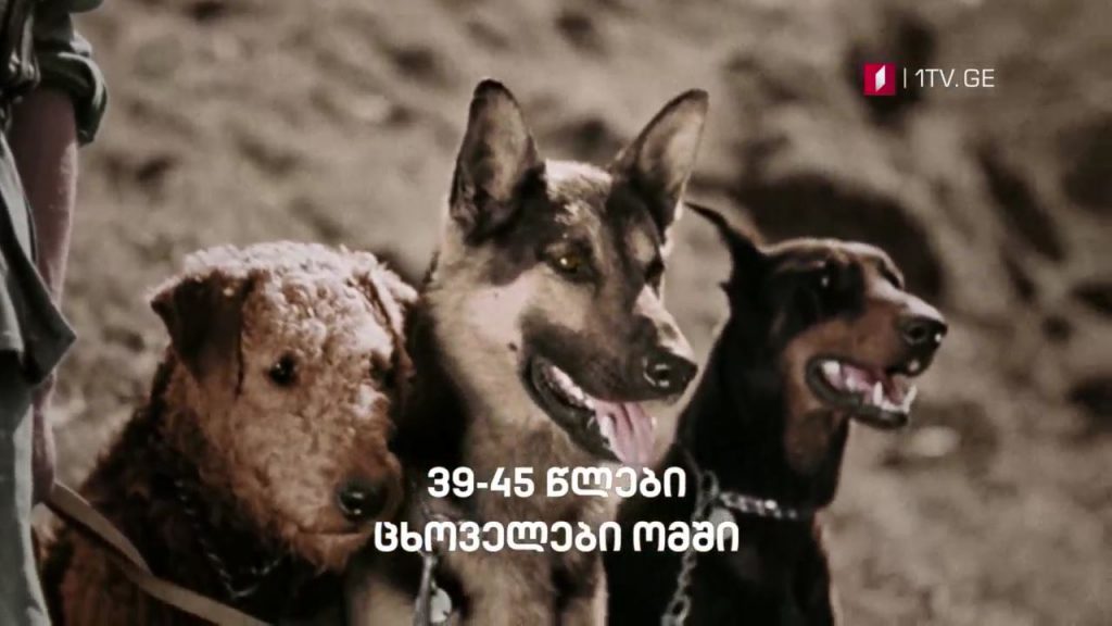 „39-45 წლები – ცხოველები ომში” – „დოსიე“, 10 მაისს, 23:30