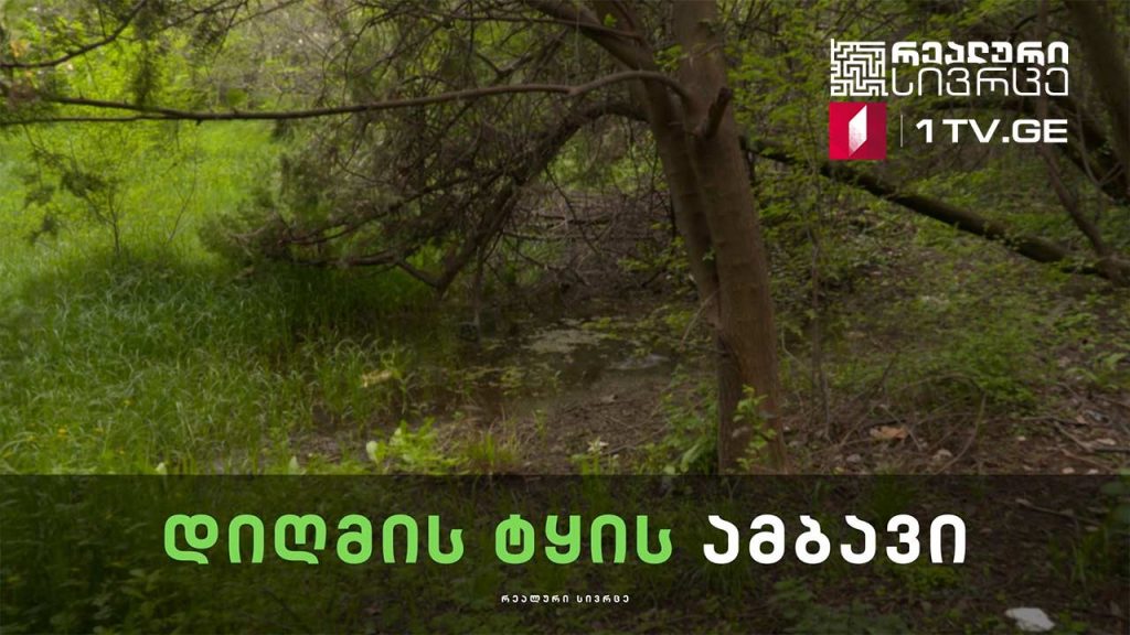 რეალური სივრცე – დიღმის ტყის ამბავი
