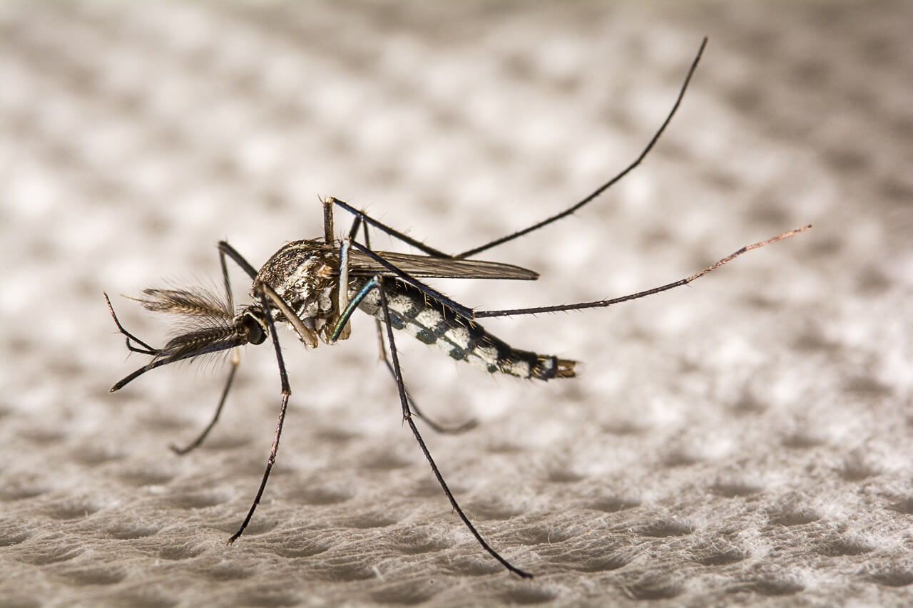 აშშ-ში გენმოდიფიცირებული კოღოები ბუნებაში პირველად გაუშვეს — #1tvმეცნიერება
