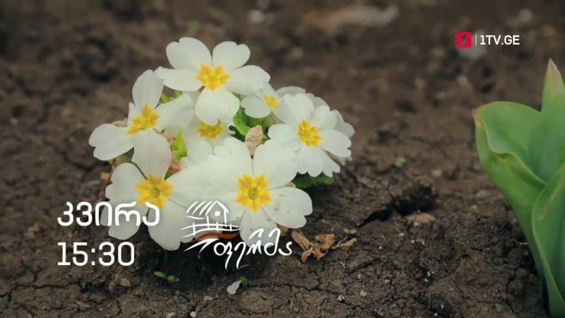 „ფერმა“ – 16 მაისს, 15:30