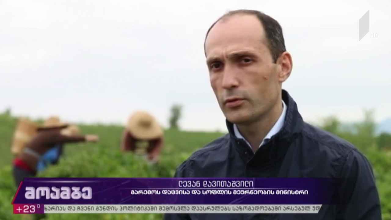სახელმწიფო პროგრამა „ქართული ჩაი“