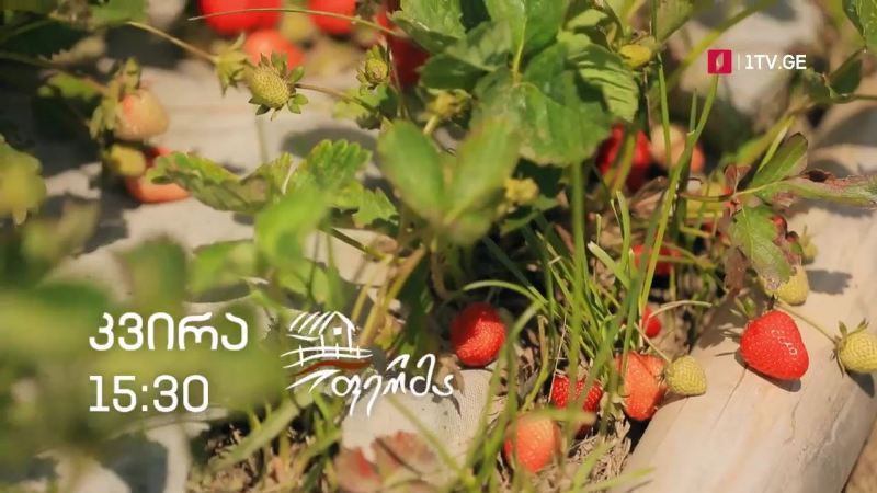 „ფერმა“ – 13 ივნისს, 15:30