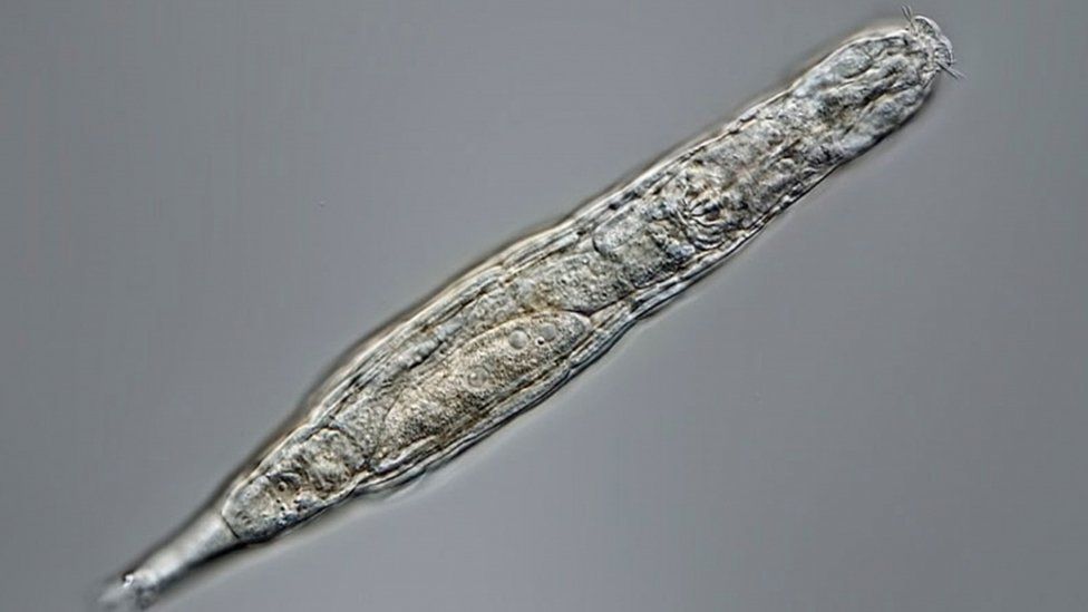 24 000 წლის წინ გაყინულმა მიკროსკოპულმა არსებებმა გალღვობისას გამოიღვიძეს და გამრავლდნენ — #1tvმეცნიერება