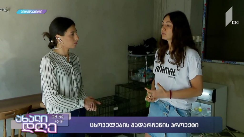 რუბრიკა #ცხოველები გადარჩენილი კატების გაჩუქება