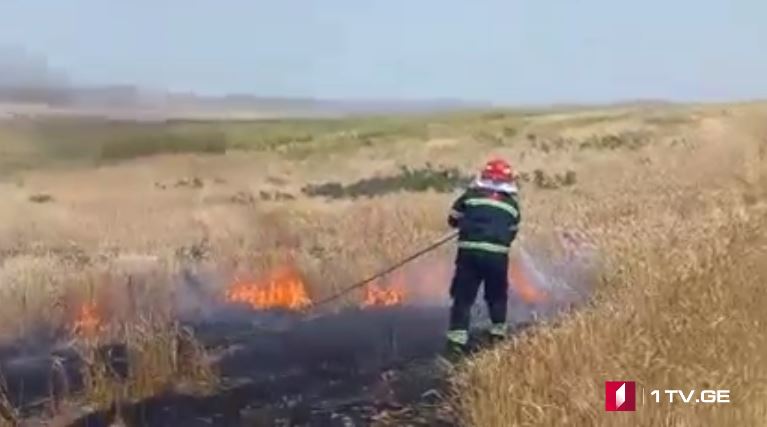 დედოფლისწყაროში ერთ ჰექტრამდე ხორბლის ყანა დაიწვა [ვიდეო]