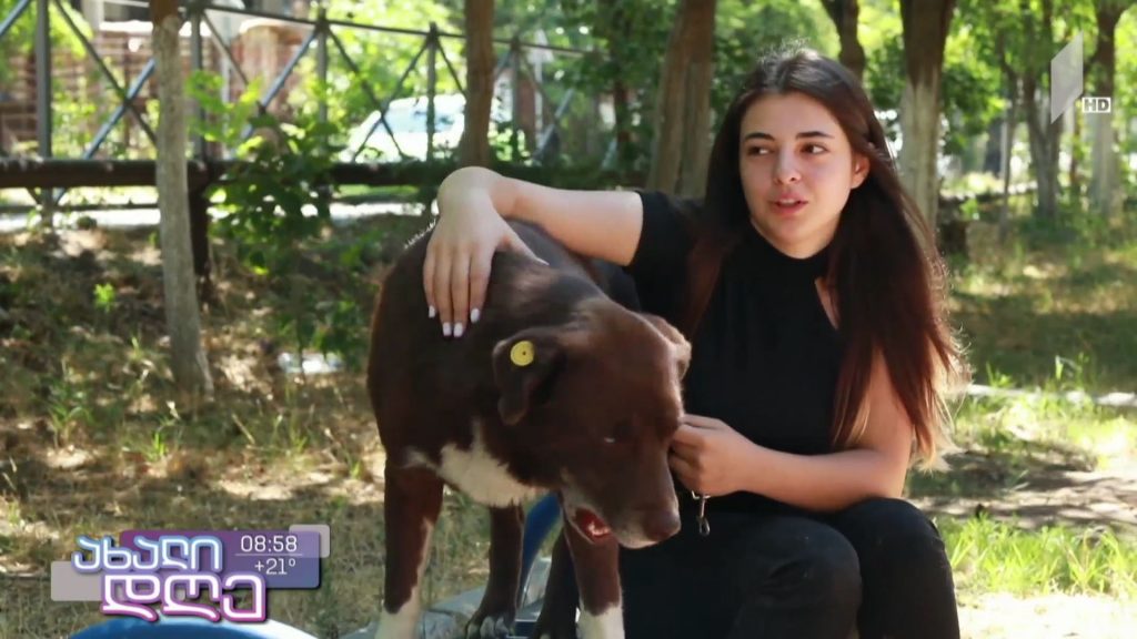 მოგზაური ძაღლი