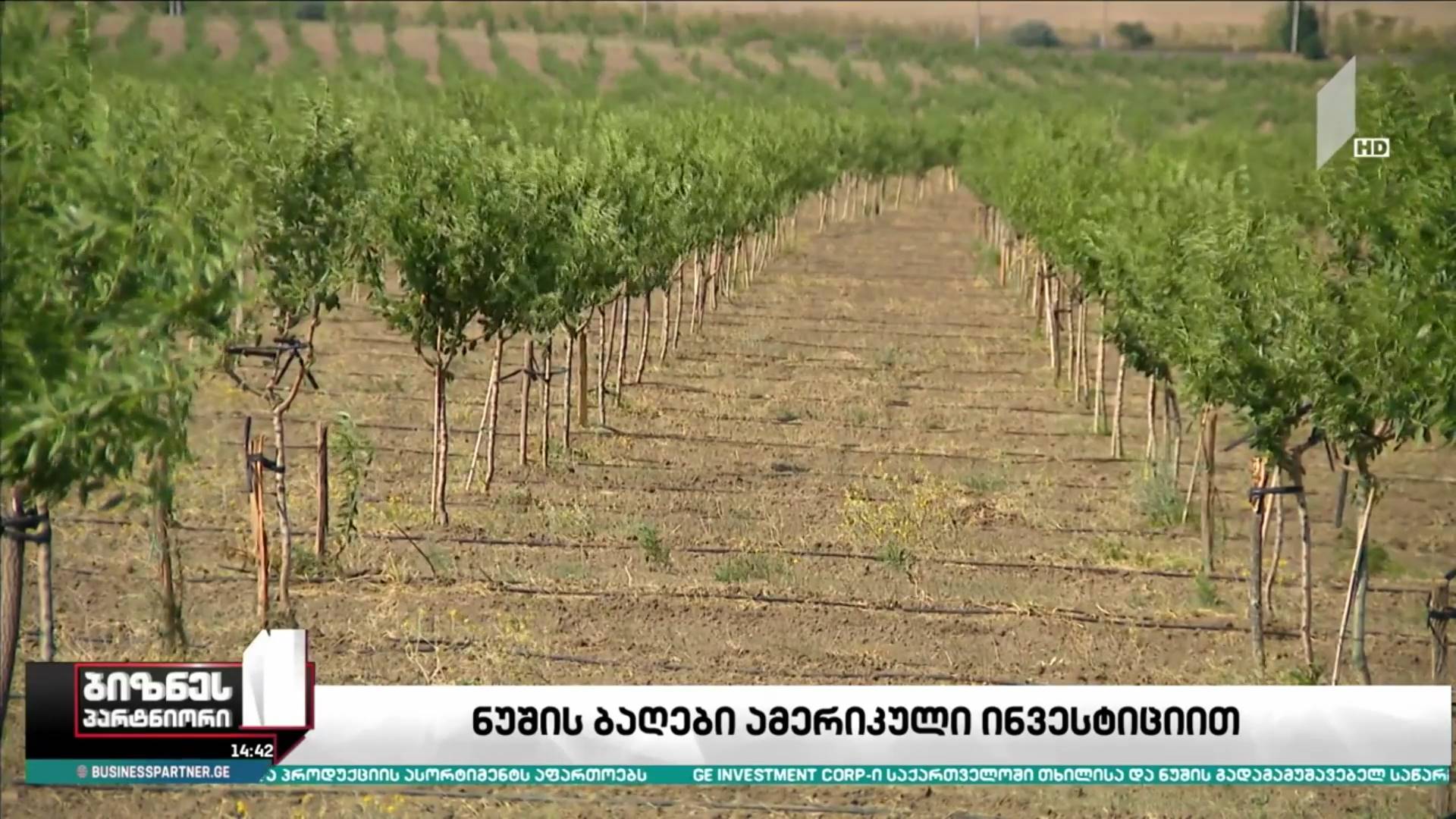 ნუშის ბაღები ამერიკული ინვესტიციით