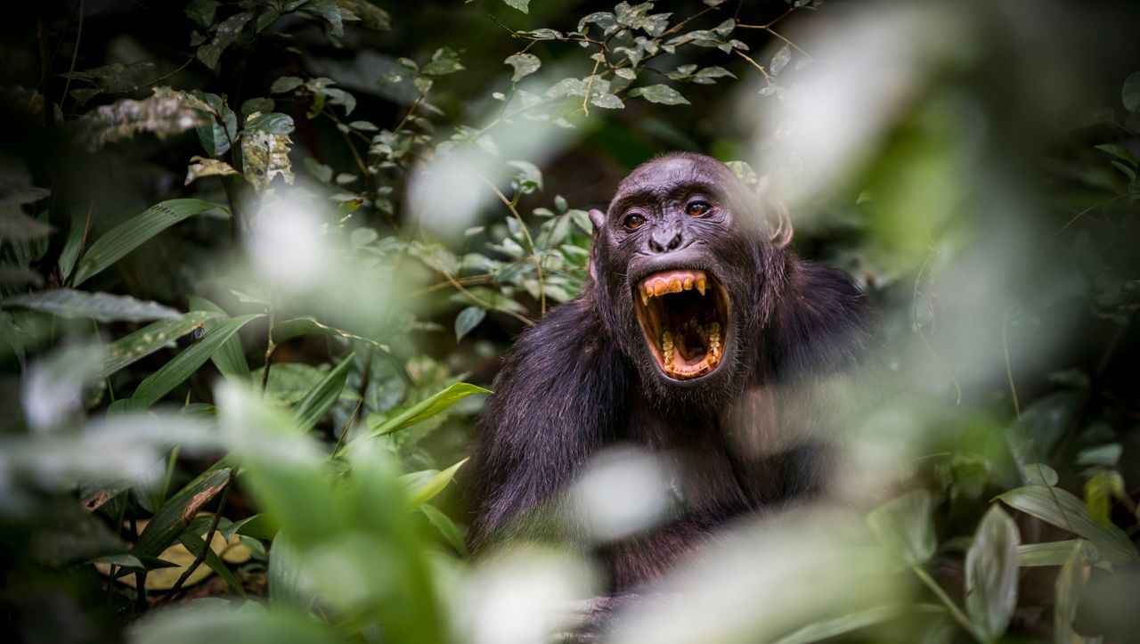 დაფიქსირებულია შიმპანზეების სასიკვდილო თავდასხმა გორილებზე — პირველად ისტორიაში #1tvმეცნიერება
