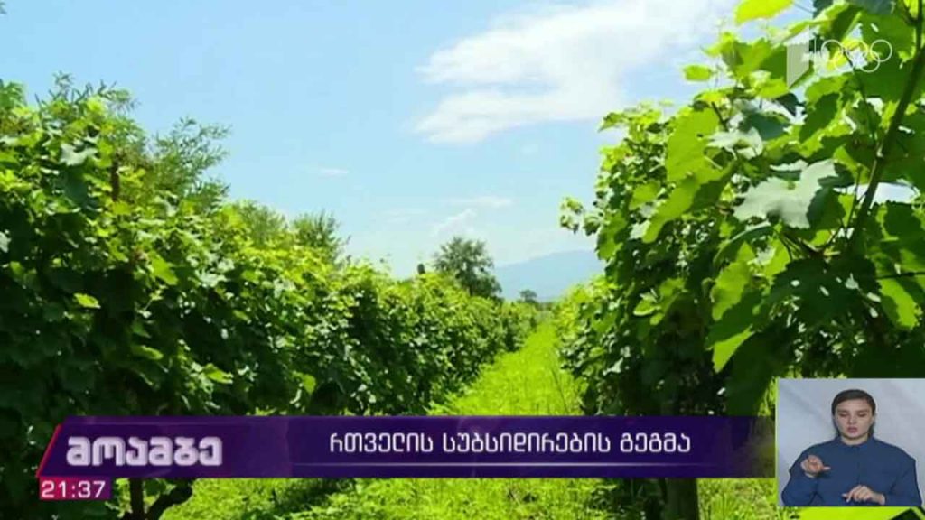 რთველის სუბსიდირების გეგმა