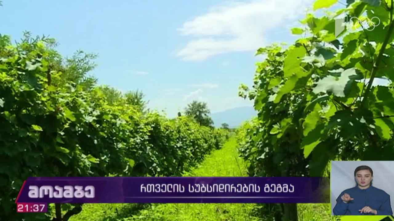 რთველის სუბსიდირების გეგმა
