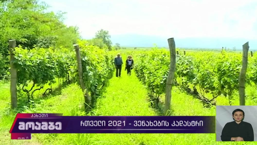 რთველი 2021 - ვენახების კადასტრი
