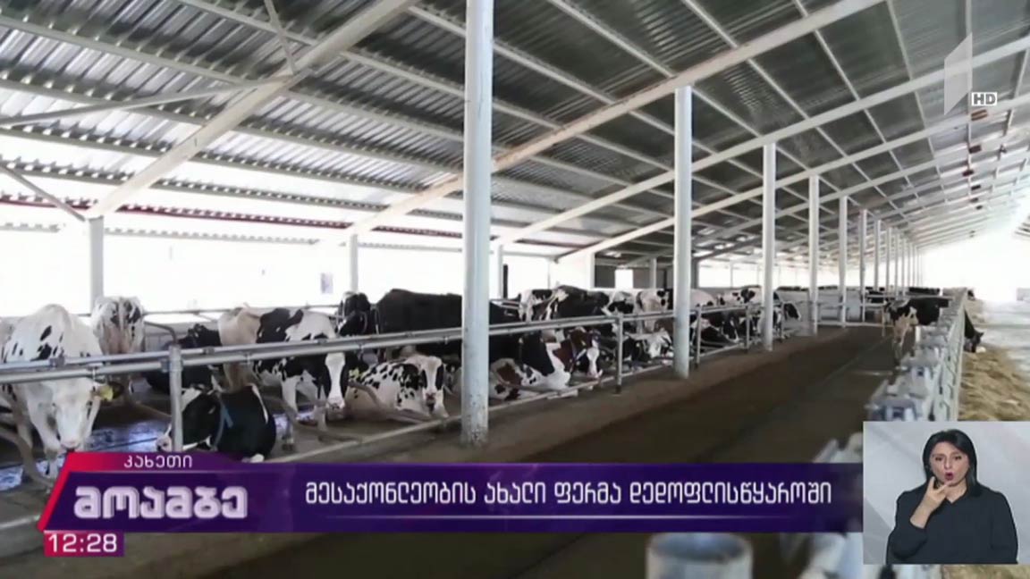 მესაქონლეობის ახალი ფერმა დედოფლისწყაროში