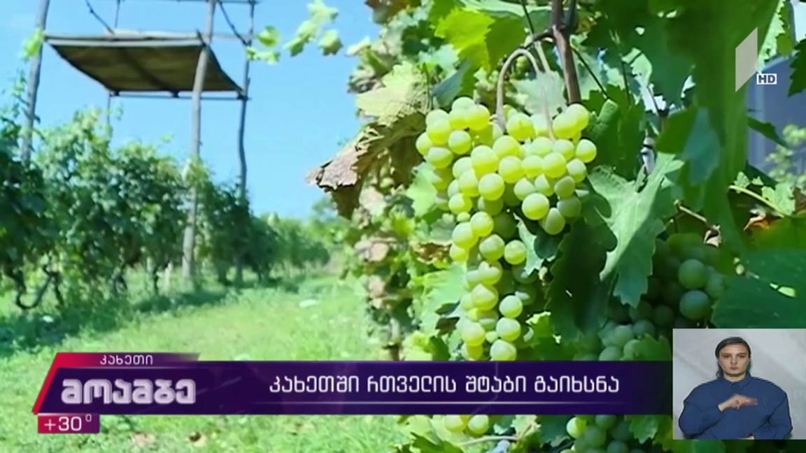 კახეთში რთველის შტაბი გაიხსნა