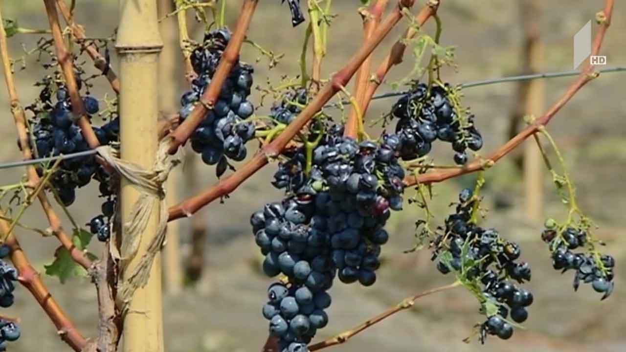 სტიქია კახეთში