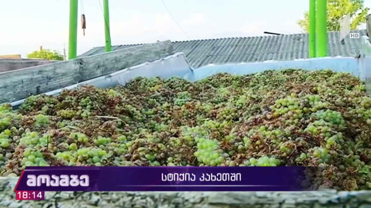 კახეთში დასეტყვილი ყურძნის ჩაბარება გრძელდება