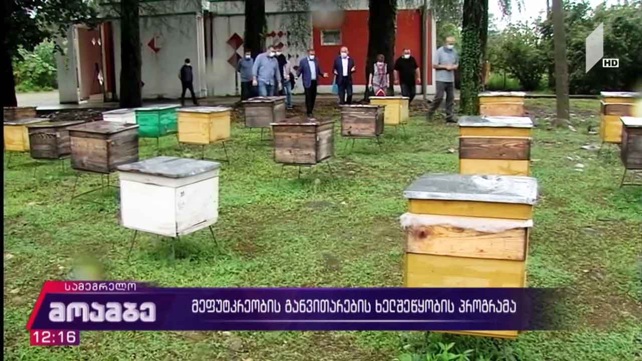 მეფუტკრეობის განვითარების ხელშეწყობის პროგრამა