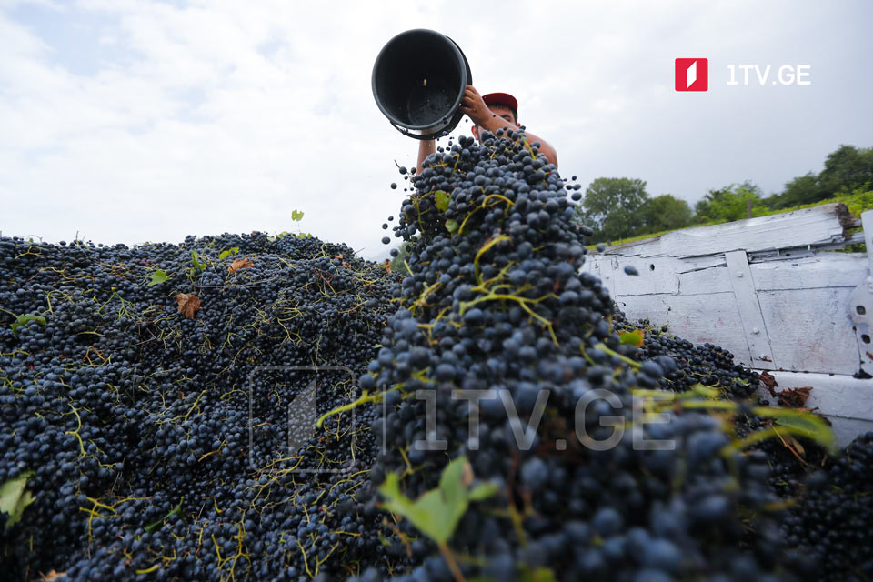 ღვინის ეროვნული სააგენტოს ინფორმაციით, კახეთში 20 ათას ტონამდე ყურძენი გადამუშავდა