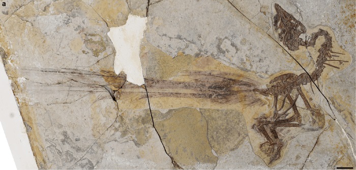 აღმოჩენილია 120 მლნ წლის წინანდელი ჩიტის ნამარხი უჩვეულოდ გრძელი, მოუხერხებელი კუდით — #1tvმეცნიერება