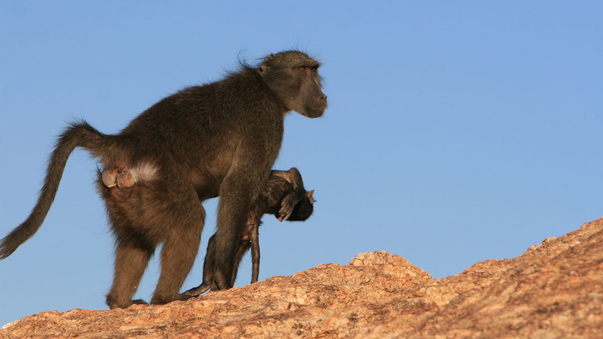 რატომ დაატარებენ დედა მაიმუნები მკვდარ ნაშიერთა სხეულებს — ახალი კვლევა #1tvმეცნიერება