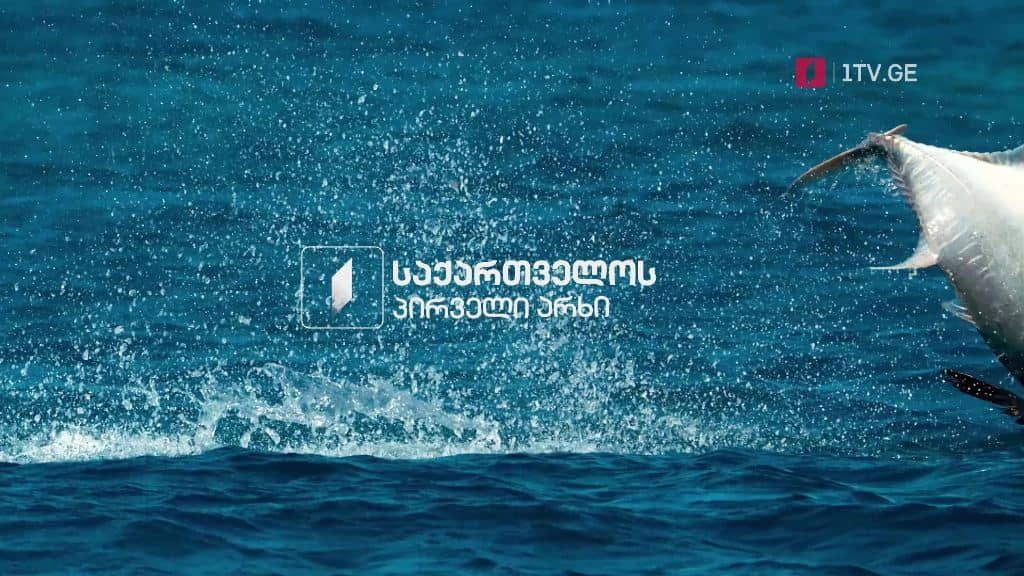 დაინახე მეტი – საქართველოს პირველი არხი