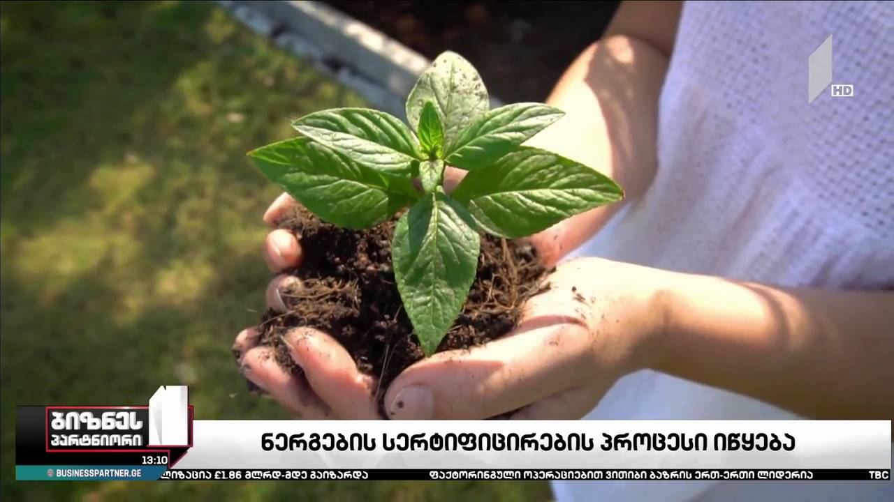ნერგების სერტიფიცირების პროცესი იწყება