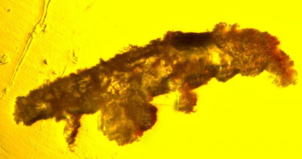 აღმოჩენილია 16 მილიონი წლის ქარვაში განმარხებული ნელამავალის ახალი სახეობა — #1tvმეცნიერება
