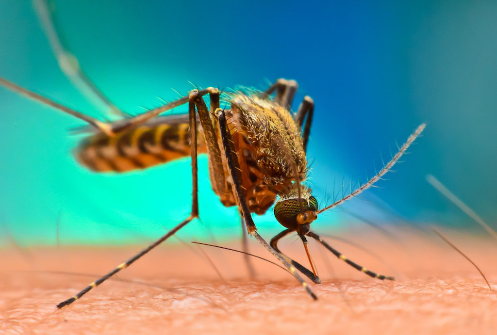 ისტორიული მოვლენა — ჯანდაცვის მსოფლიო ორგანიზაციამ მალარიის პირველი ვაქცინა დაამტკიცა #1tvმეცნიერება