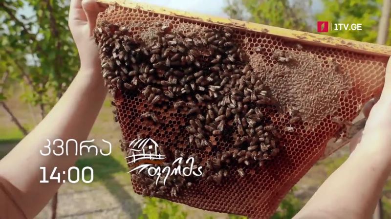 „ფერმა“ – 17 ოქტომბერს, 14:00