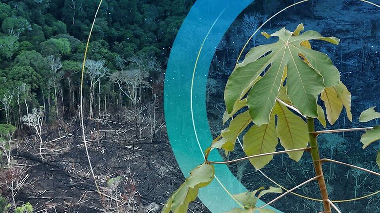 კლიმატურ სამიტზე მსოფლიოს 100-ზე მეტი ლიდერი 2030 წლისთვის ტყეების გაჩეხვის შეჩერებაზე შეთანხმდა
