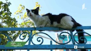 cat