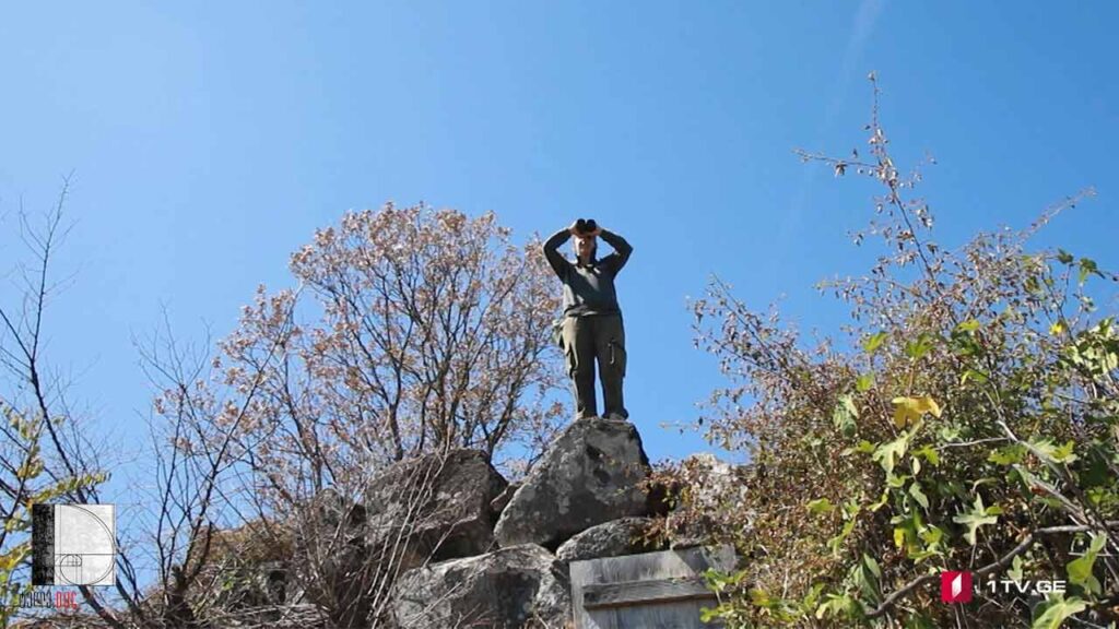 ანა ბარჯაძის #ტელედოკი „ტყის მცველი“