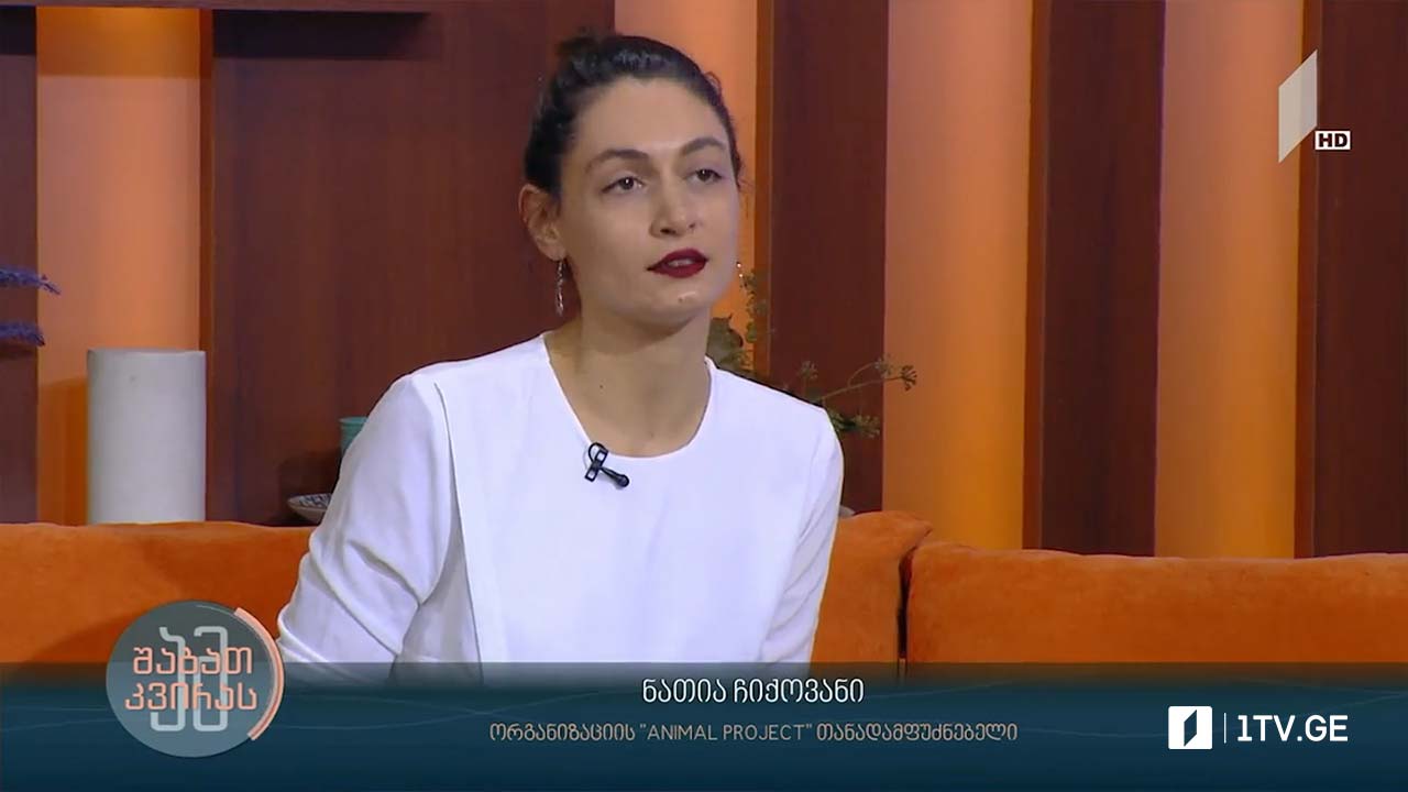 მიუსაფარი ცხოველების პრობლემა საქართველოში