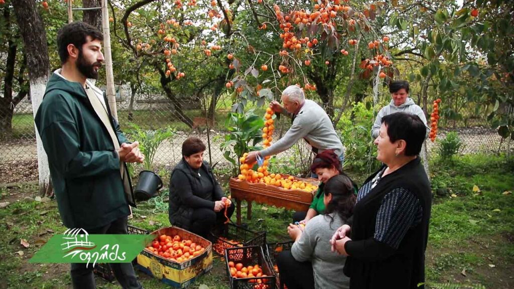 #ფერმა ხურმის რთველი მარტვილში