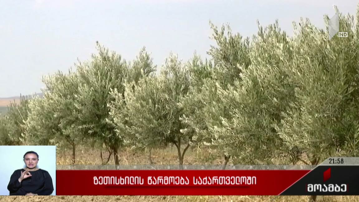 ზეთისხილის წარმოება საქართველოში