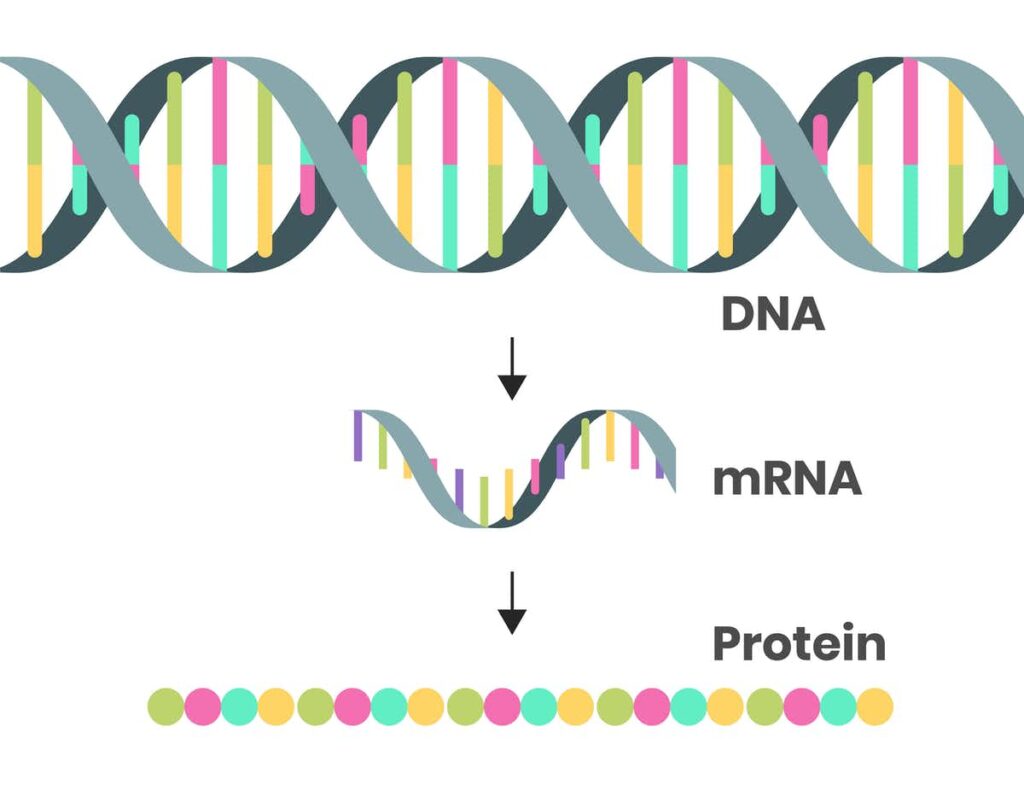 mrna