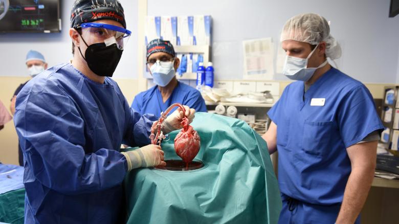 აშშ-ში ადამიანს გენმოდიფიცირებული ღორის გული გადაუნერგეს — პირველად ისტორიაში #1tvმეცნიერება