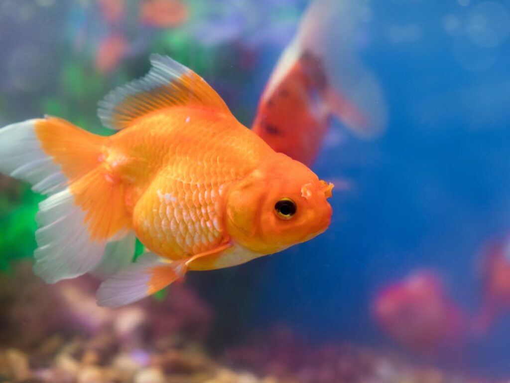მეცნიერებმა ოქროს თევზს საკუთარი ავზის გადაადგილება ასწავლეს — #1tvმეცნიერება