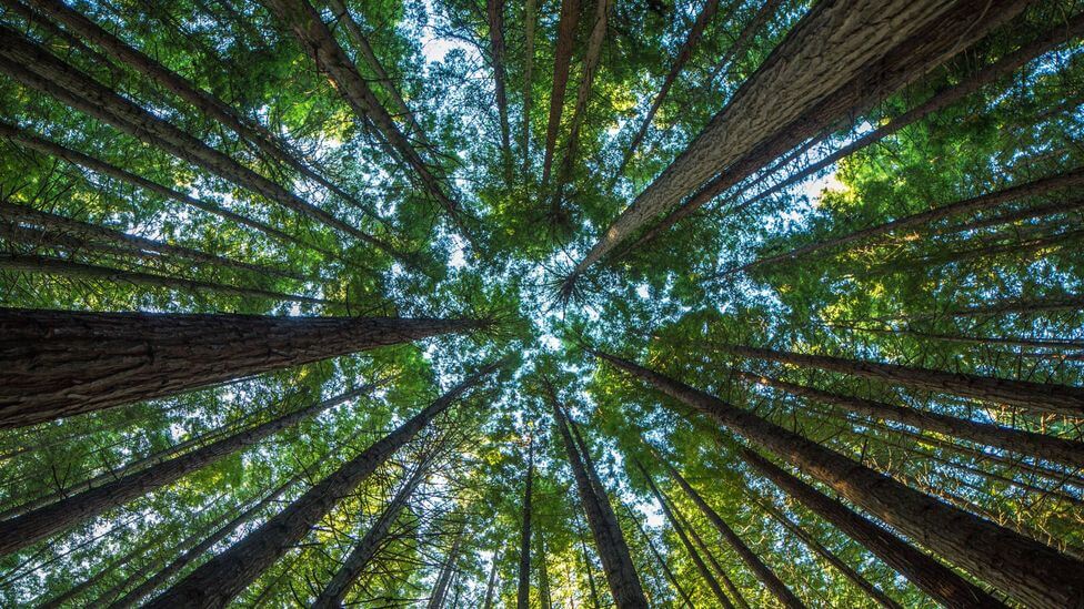ჩვენს პლანეტაზე 9000-ზე მეტი ხის სახეობა ჯერ კიდევ არ არის აღმოჩენილი — ახალი კვლევა #1tvმეცნიერება