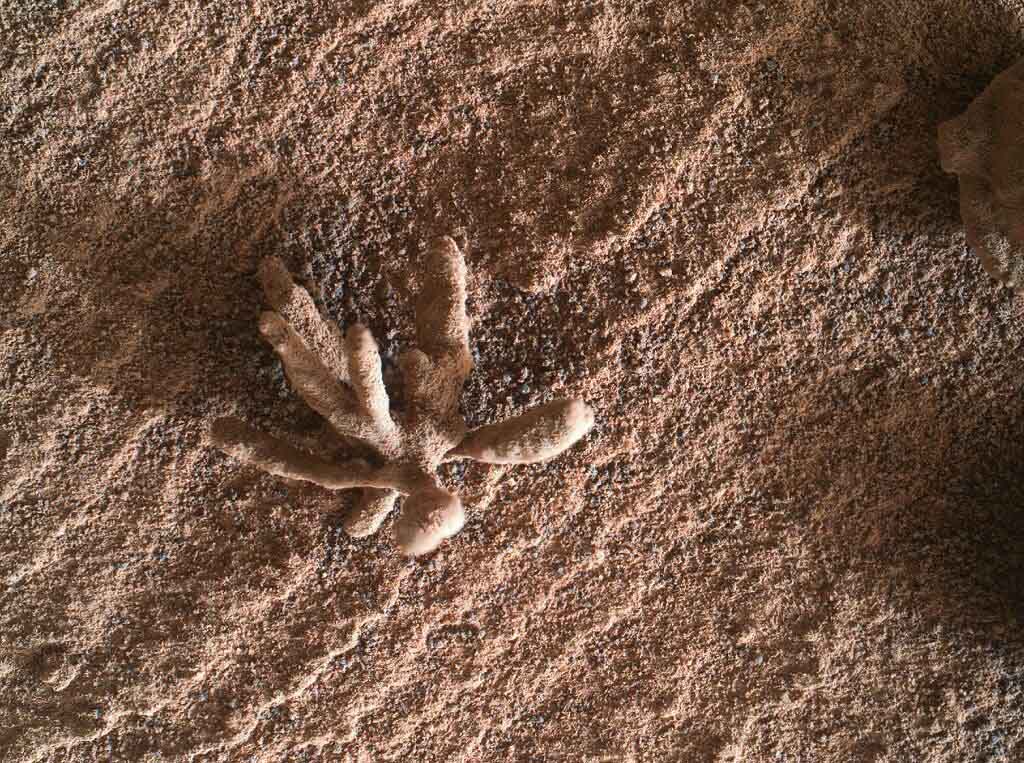 მავალმა Curiosity-მ მარსზე ყვავილის მსგავსი უცნაური წარმონაქმნი გადაიღო — #1tvმეცნიერება