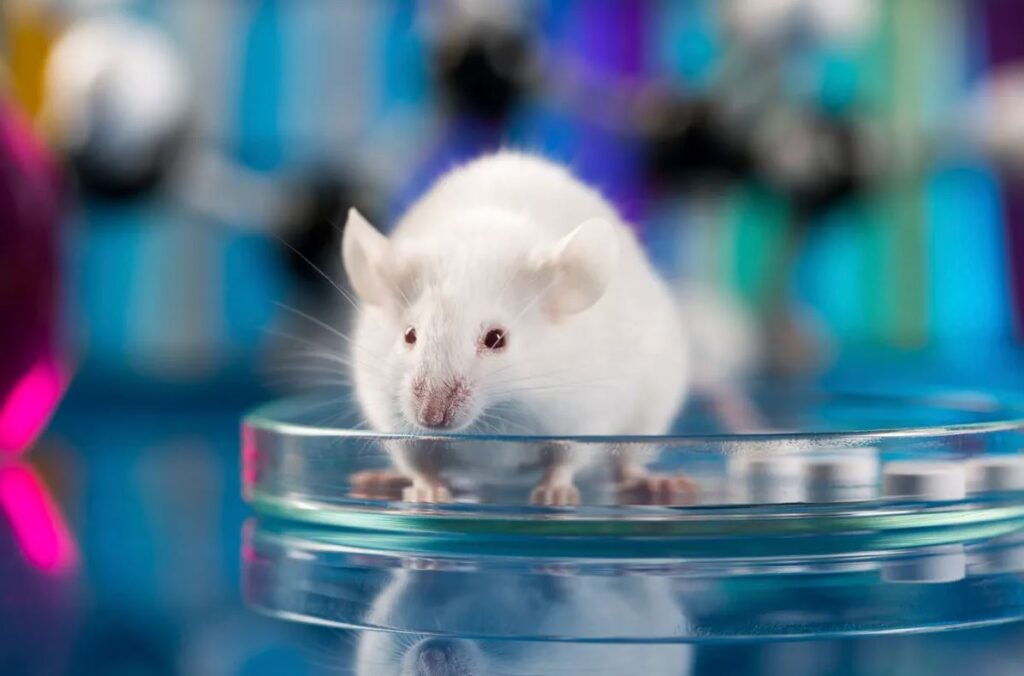 უჯრედული გაახალგაზრდავების ექსპერიმენტმა თაგვებში დაბერების ნიშნები უკუაქცია — #1tvმეცნიერება