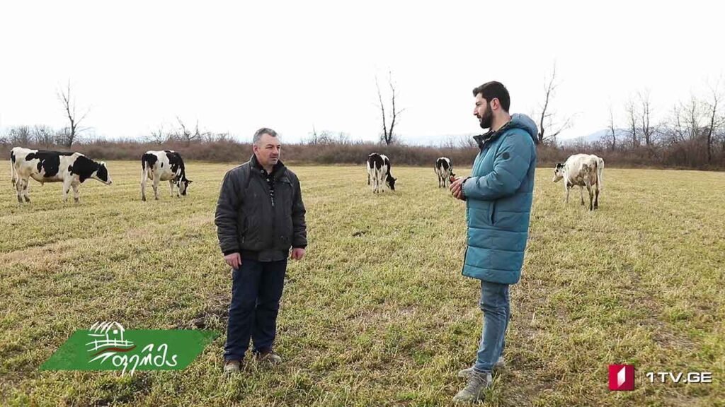 #ფერმა ველისციხელი ფერმერის წარმატებული მესაქონლეობა