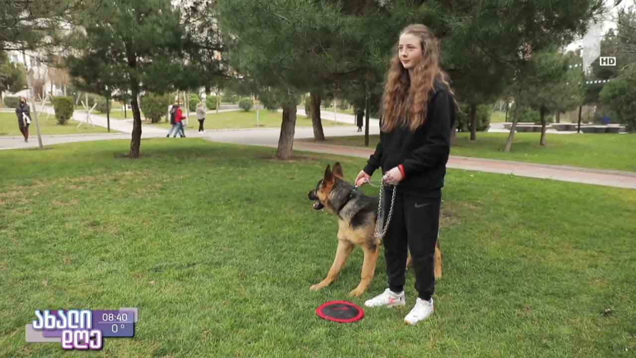 ძაღლების სეირნობის იდეა, რომელიც რეალობად იქცა