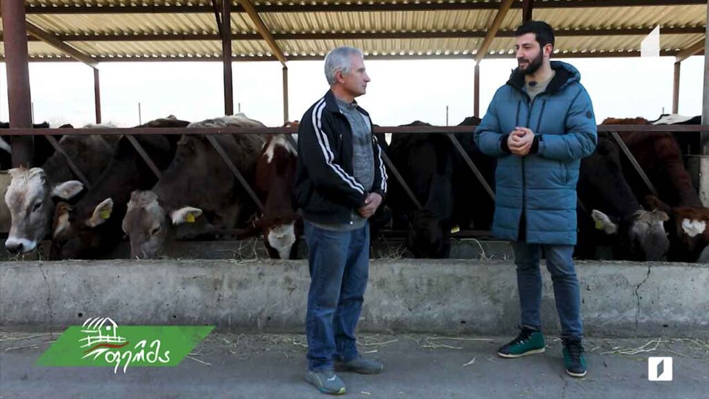 მესაქონლეთა კონკურსში მრავალგზის გამარჯვებული ფერმერის მეურნეობა სოფელ მატანში