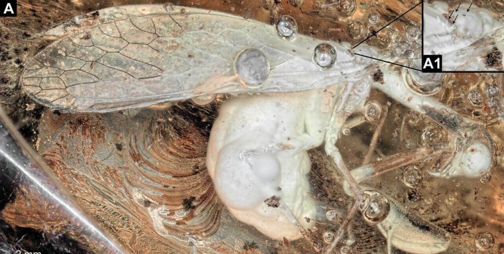 ბალტიურ ქარვაში 30 მილიონი წლის წინანდელი ჩოქელას მსგავსი მწერი აღმოაჩინეს — #1tvმეცნიერება