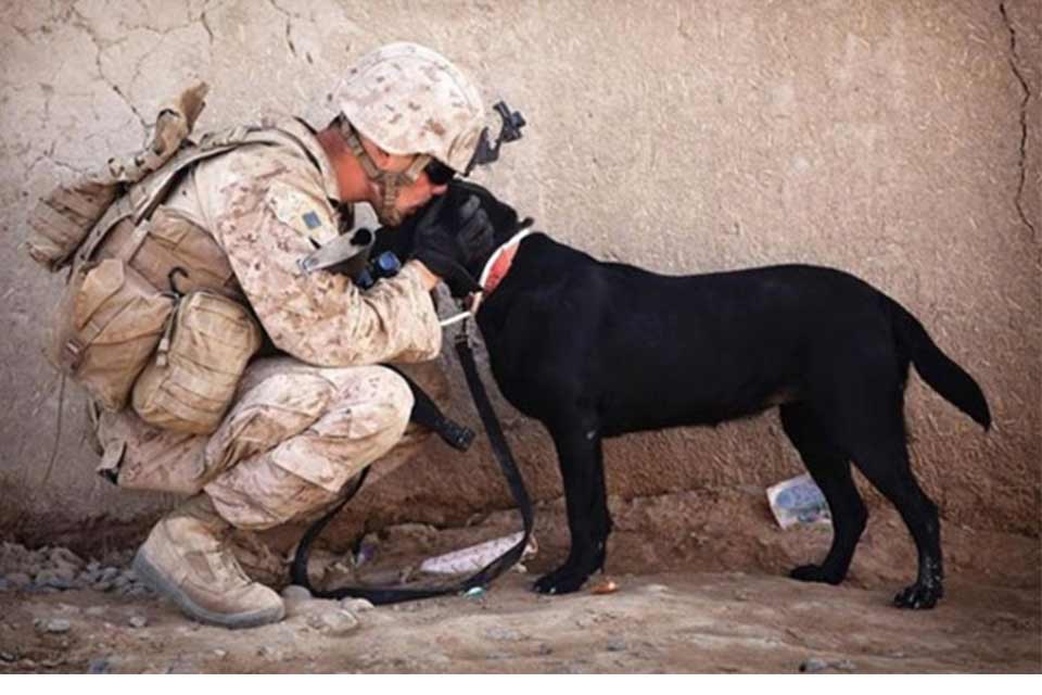#სახლისკენ - ომი და ძაღლები