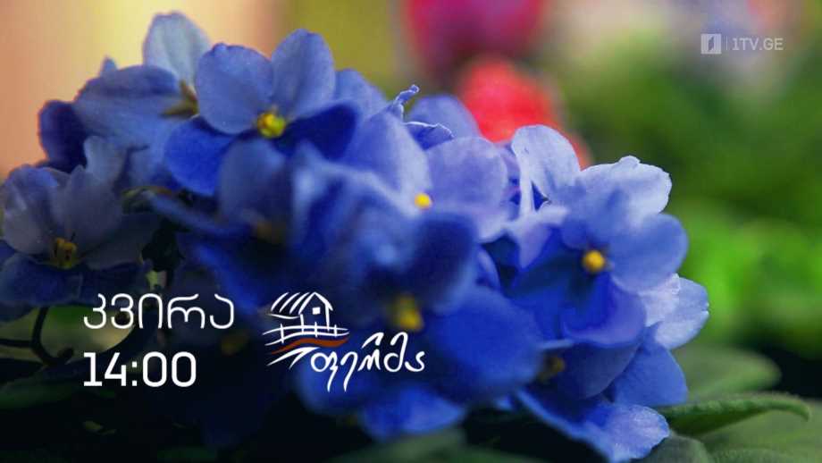 „ფერმა“ – 17 აპრილს, 14:00