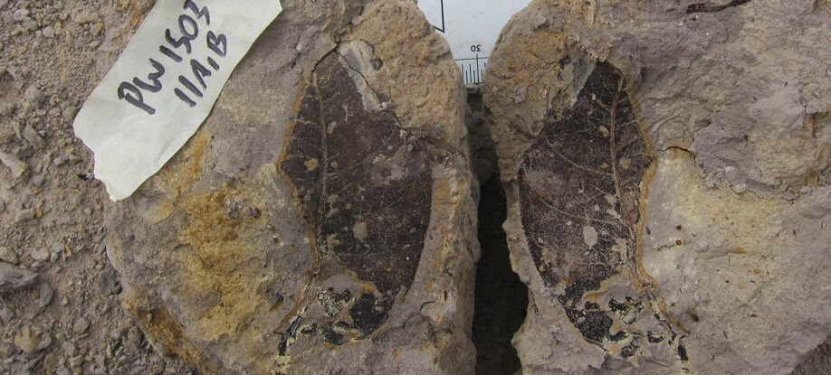ბორნეოზე აღმოჩენილი ფოთლის ნამარხები აჩვენებს, რომ კუნძულის ტყე სულ მცირე ოთხი მილიონი წლისაა — #1tvმეცნიერება