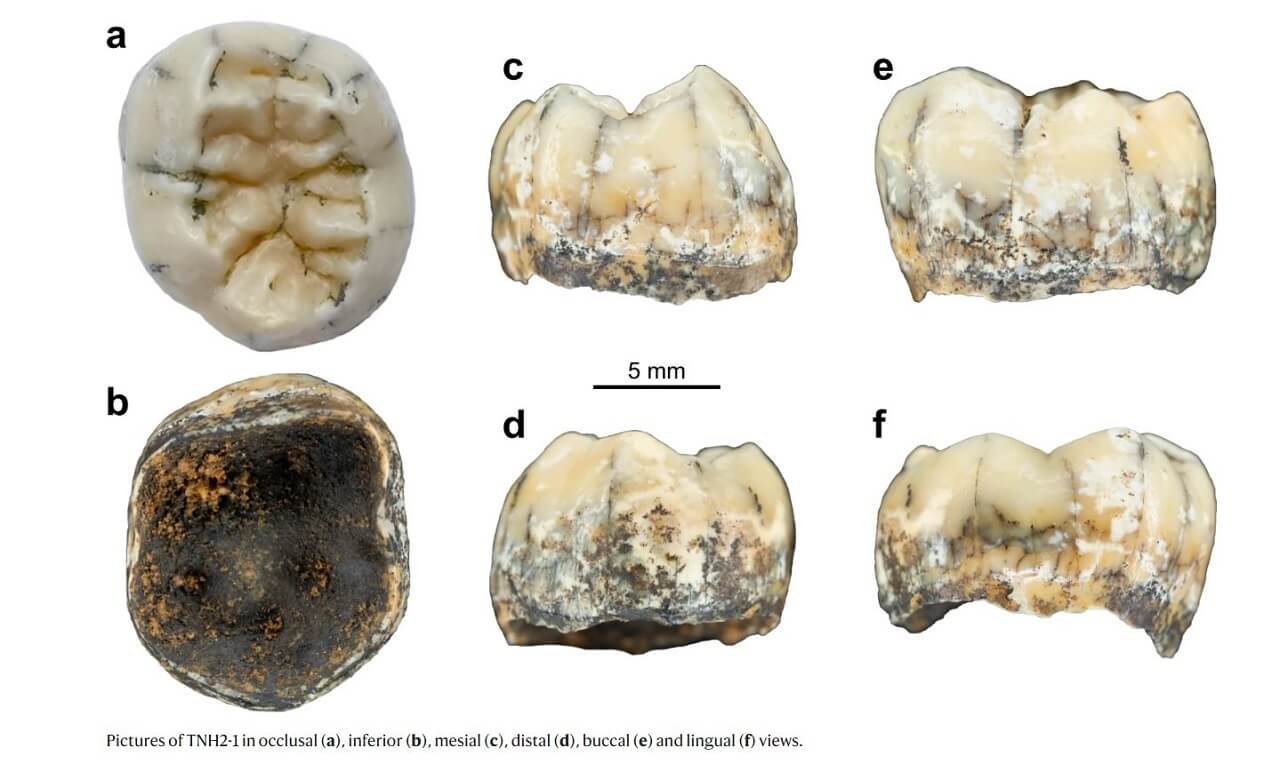 აღმოჩენილია უძველესი კბილი, რომელიც ადამიანის გამოუცნობ, ამჟამად გადაშენებულ სახეობას ეკუთვნის — #1tvმეცნიერება